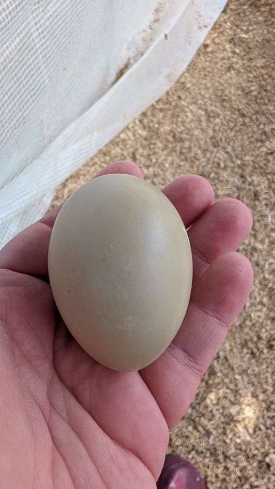 8 Call Duck/Mallard Hatching Eggs