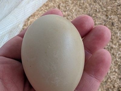 8 Call Duck/Mallard Hatching Eggs