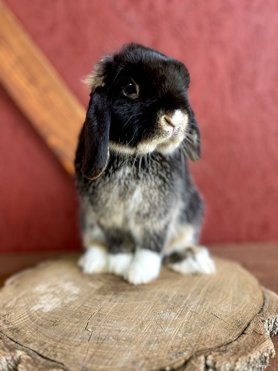 Pedigree Holland lop Buck