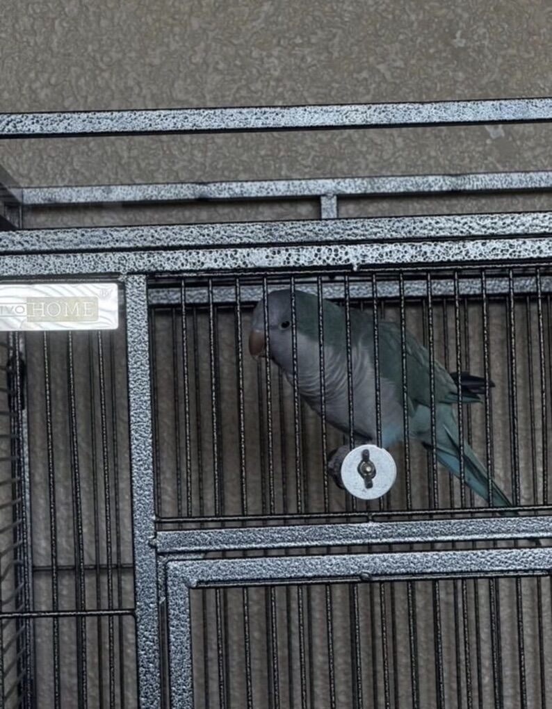 Quaker Parrot