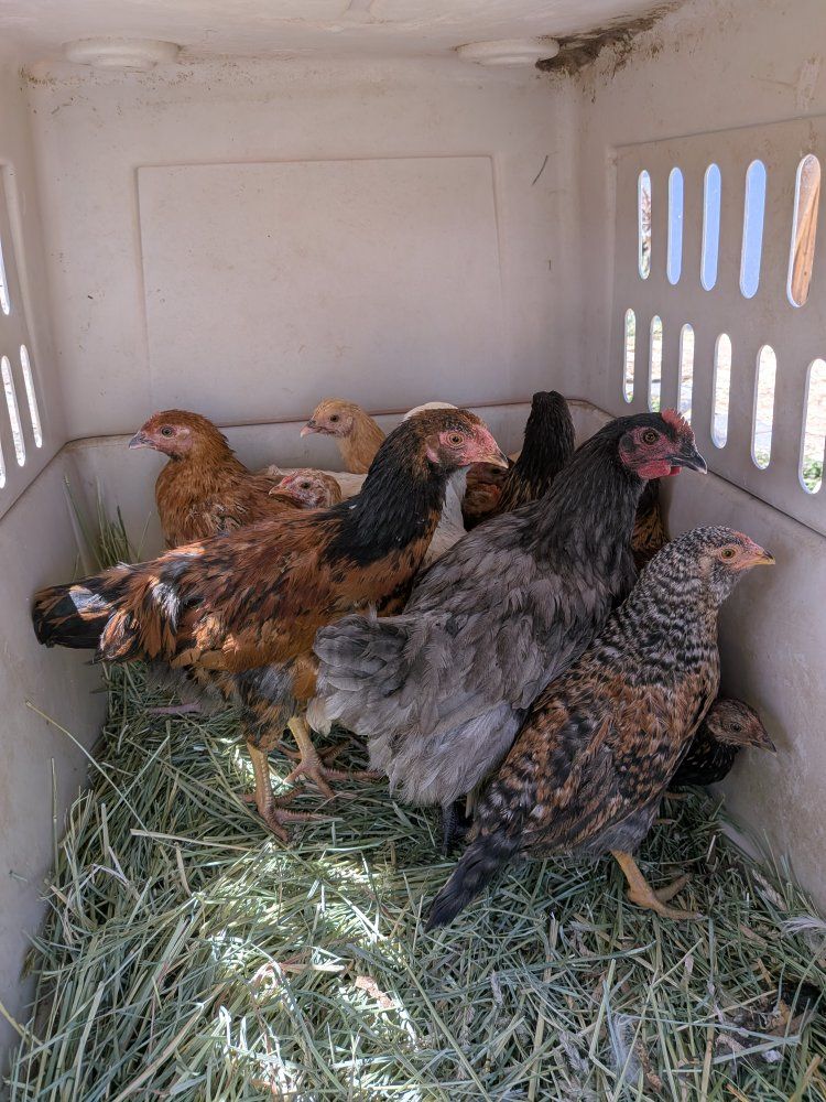 Chickens for sale