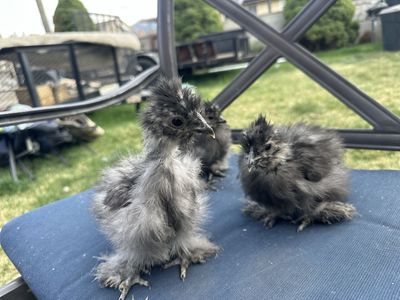 Silkies