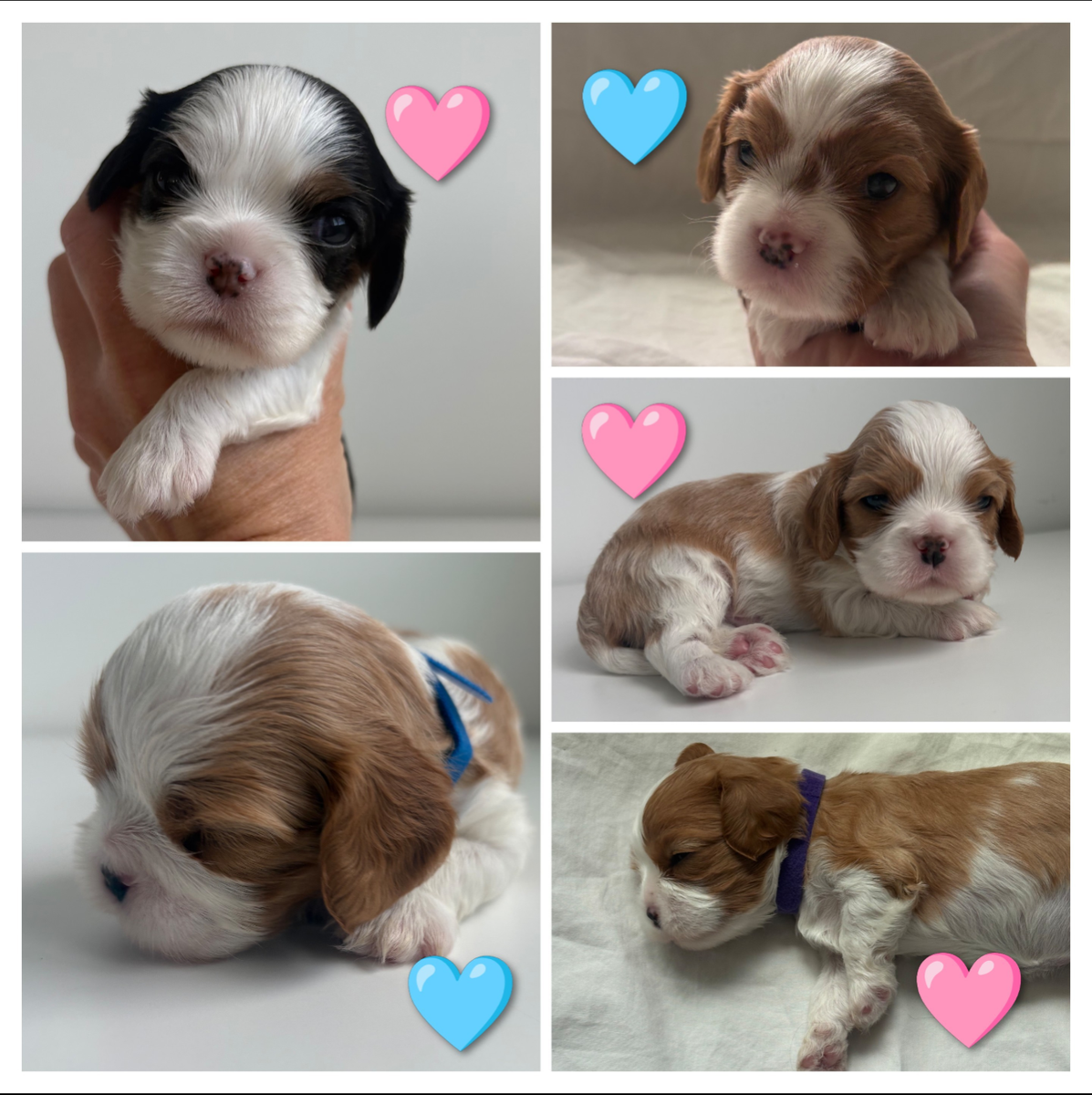 AKC Cavalier King Charles Spaniel Puppies!