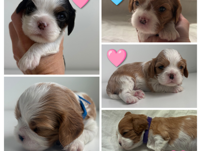AKC Cavalier King Charles Spaniel Puppies!
