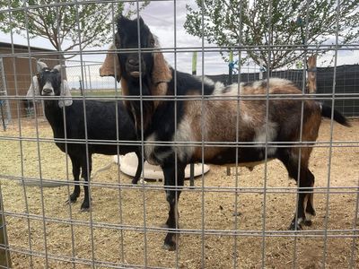 Super Sweet Nubian Goat Buck - 5 Years Old