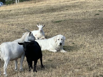 Farm Shutting Down Sale