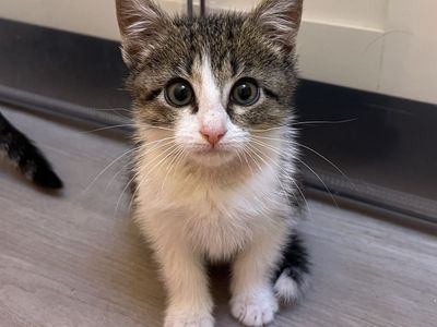 Hello my name is Porsche