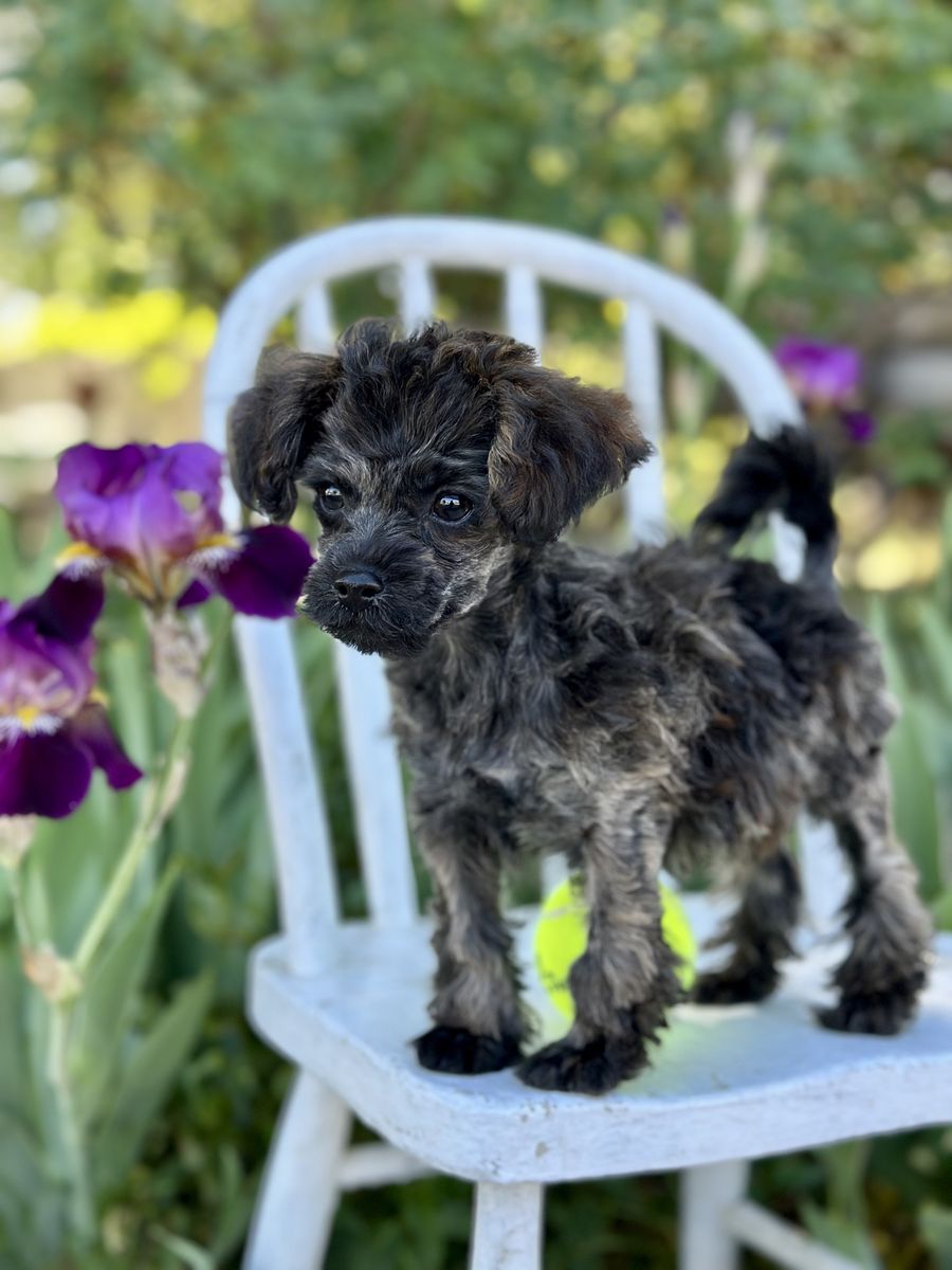 Perfect senior companion! Gorgeous small Merle puppy Hypoallergenic Female Toy Poodle Yorkie Yorkiepoo Mix non-shedding & Smart!