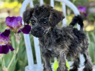 Perfect senior companion! Gorgeous small Merle puppy Hypoallergenic Female Toy Poodle Yorkie Yorkiepoo Mix non-shedding & Smart!