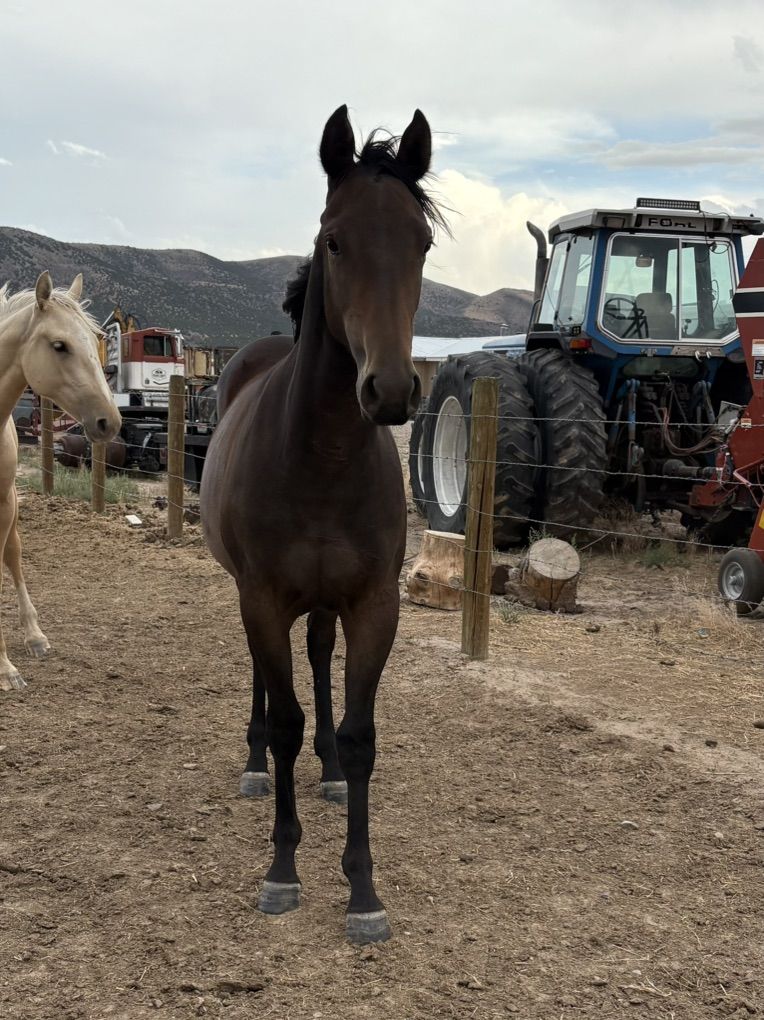 Yearling Grade Quarter Horse Filly