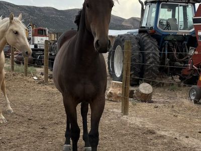 Yearling Grade Quarter Horse Filly