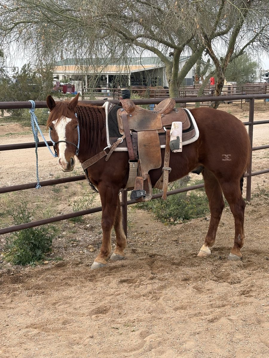 Horse