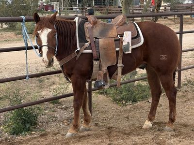 Horse