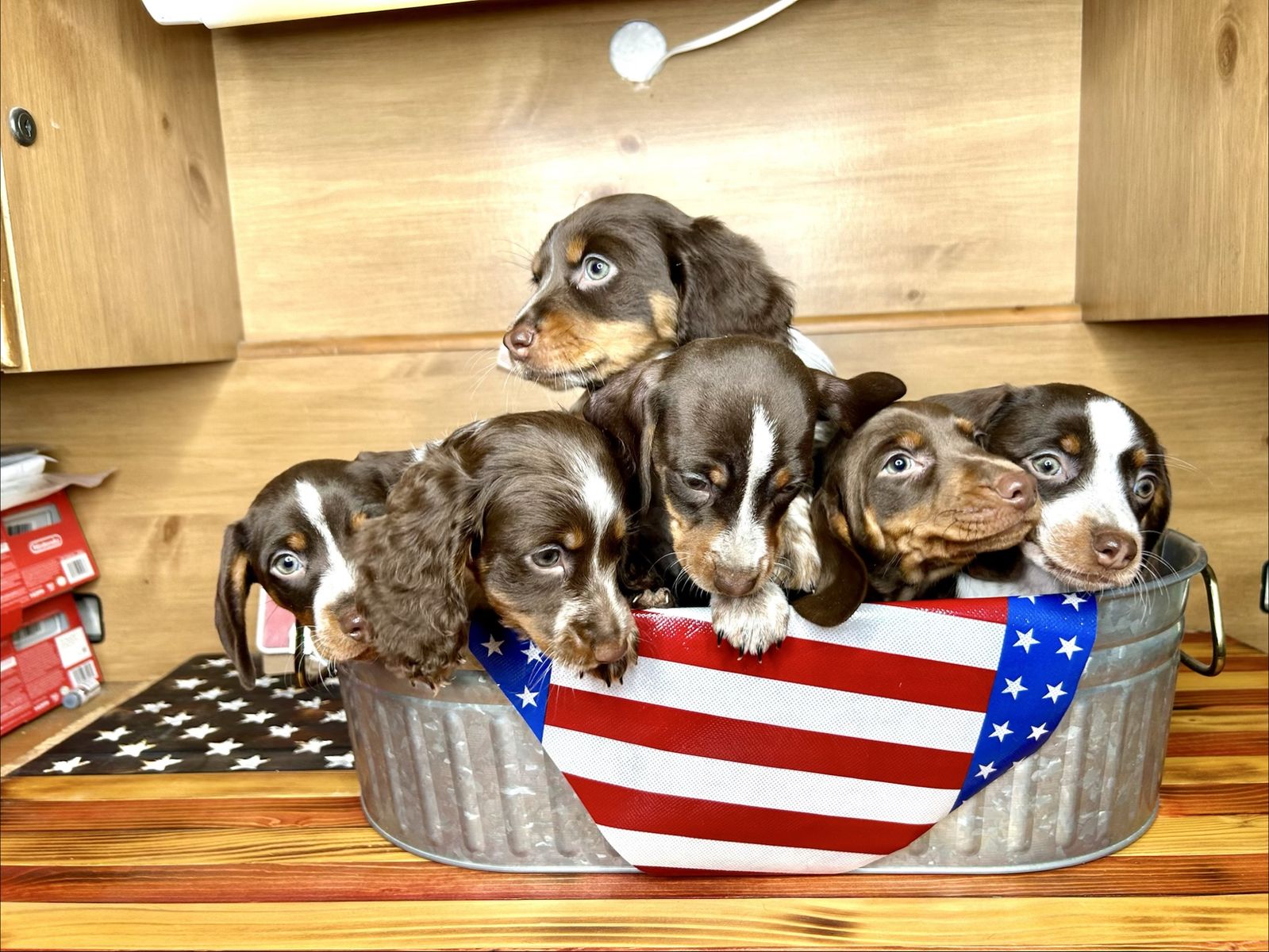 Adorable Dachshund Puppies - Ready for Their New Homes!