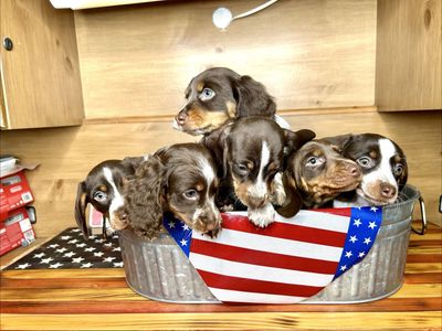 Adorable Dachshund Puppies - Ready for Their New Homes!