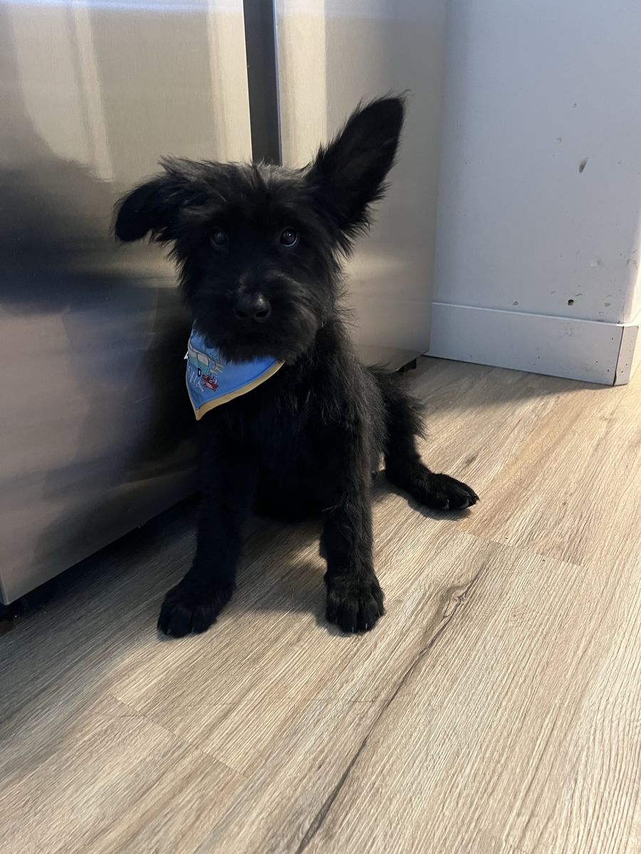 Giant Schnauzer