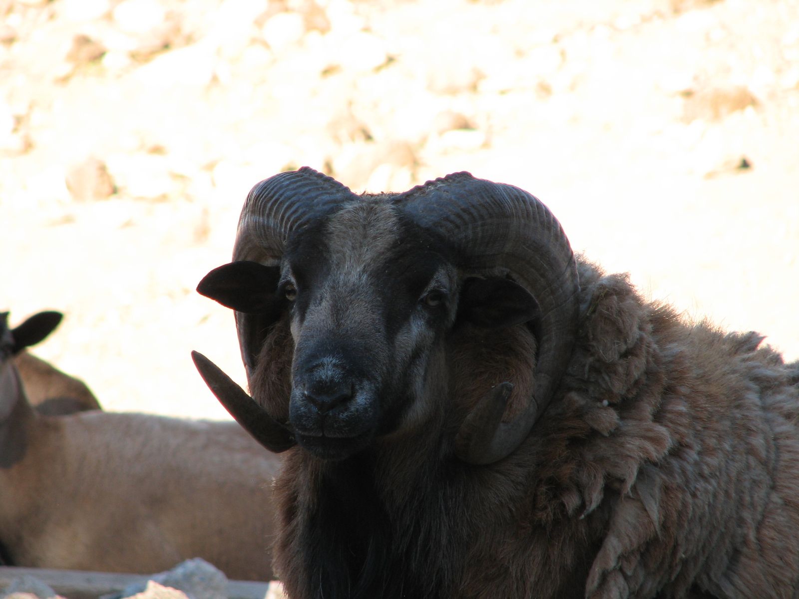 Barbados Sheep