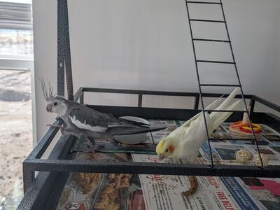 Cockatiel birds for sale- bonded pair