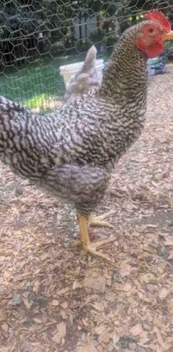 Rooster