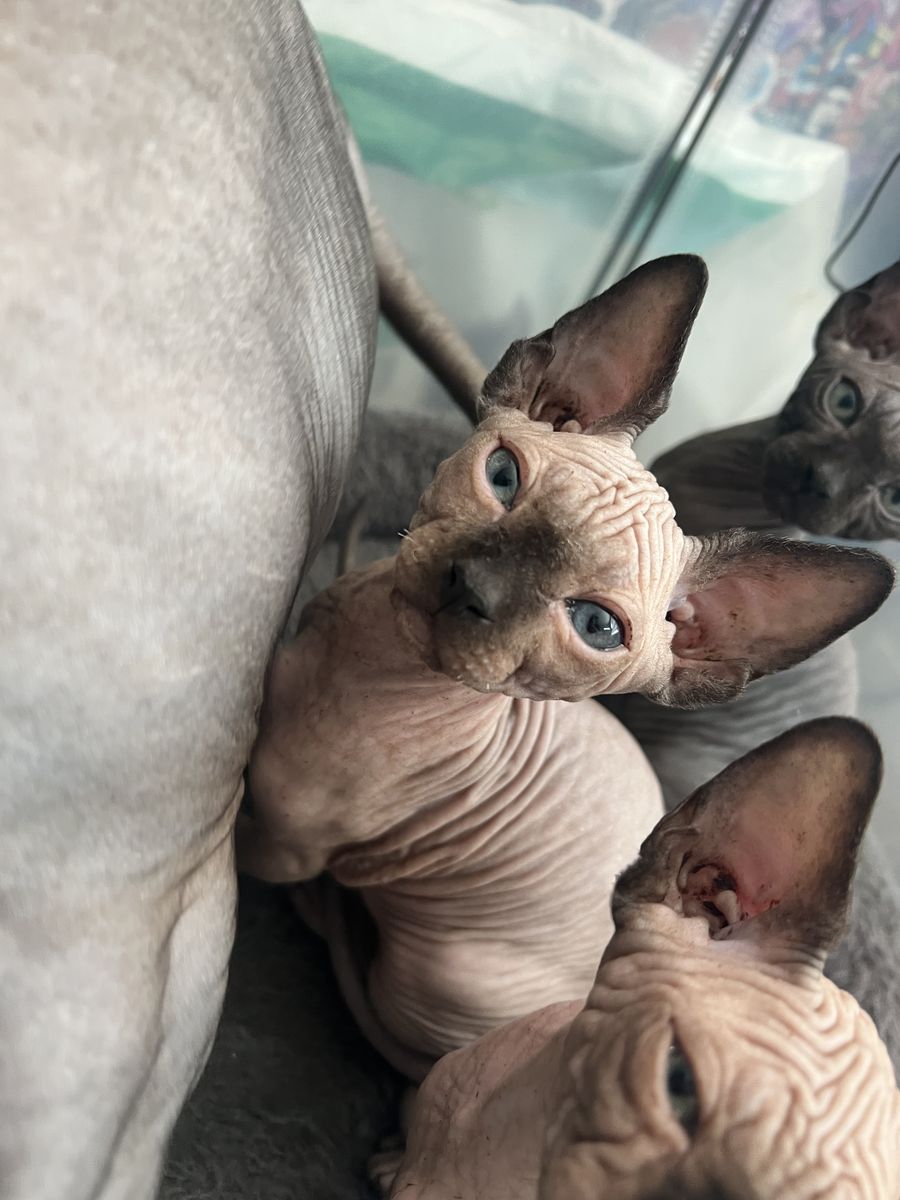 Sphynx Kitten (SOLD)