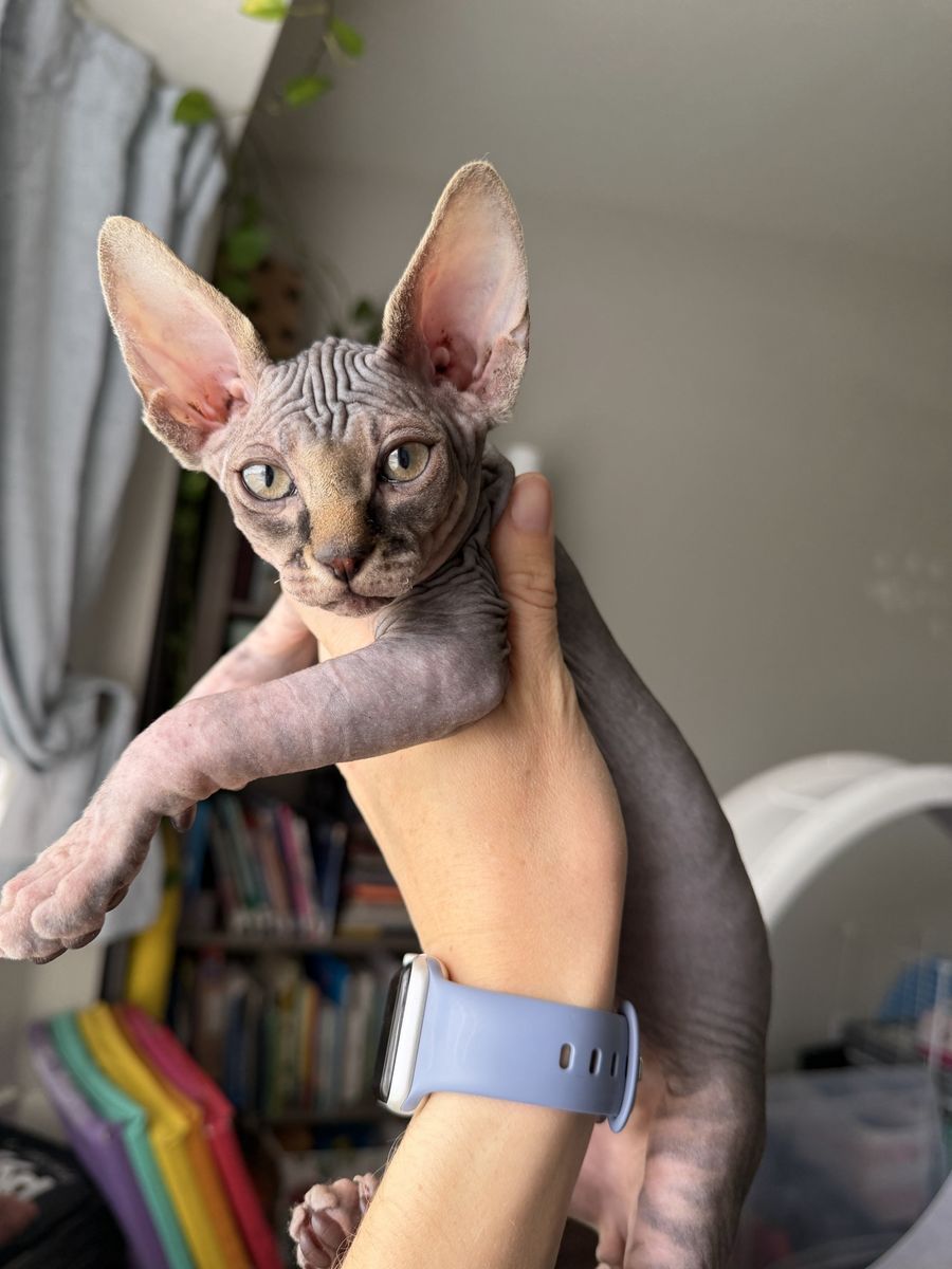 Male Sphynx kitten beautiful coloring