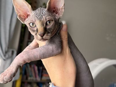 Male Sphynx kitten beautiful coloring