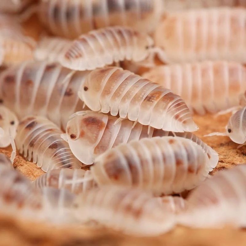 Pearl Isopods