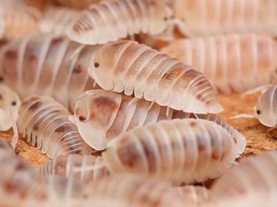 Pearl Isopods