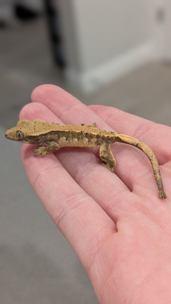 Emptyback Crested Gecko