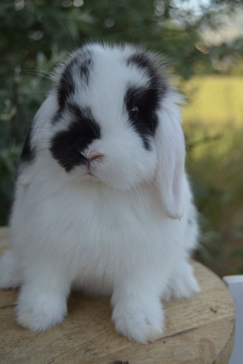 Friendly Baby Holland Lop Buck (boy)