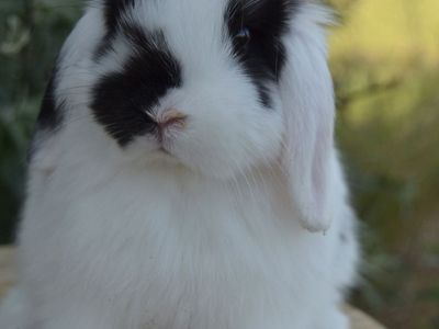 Friendly Baby Holland Lop Buck (boy)