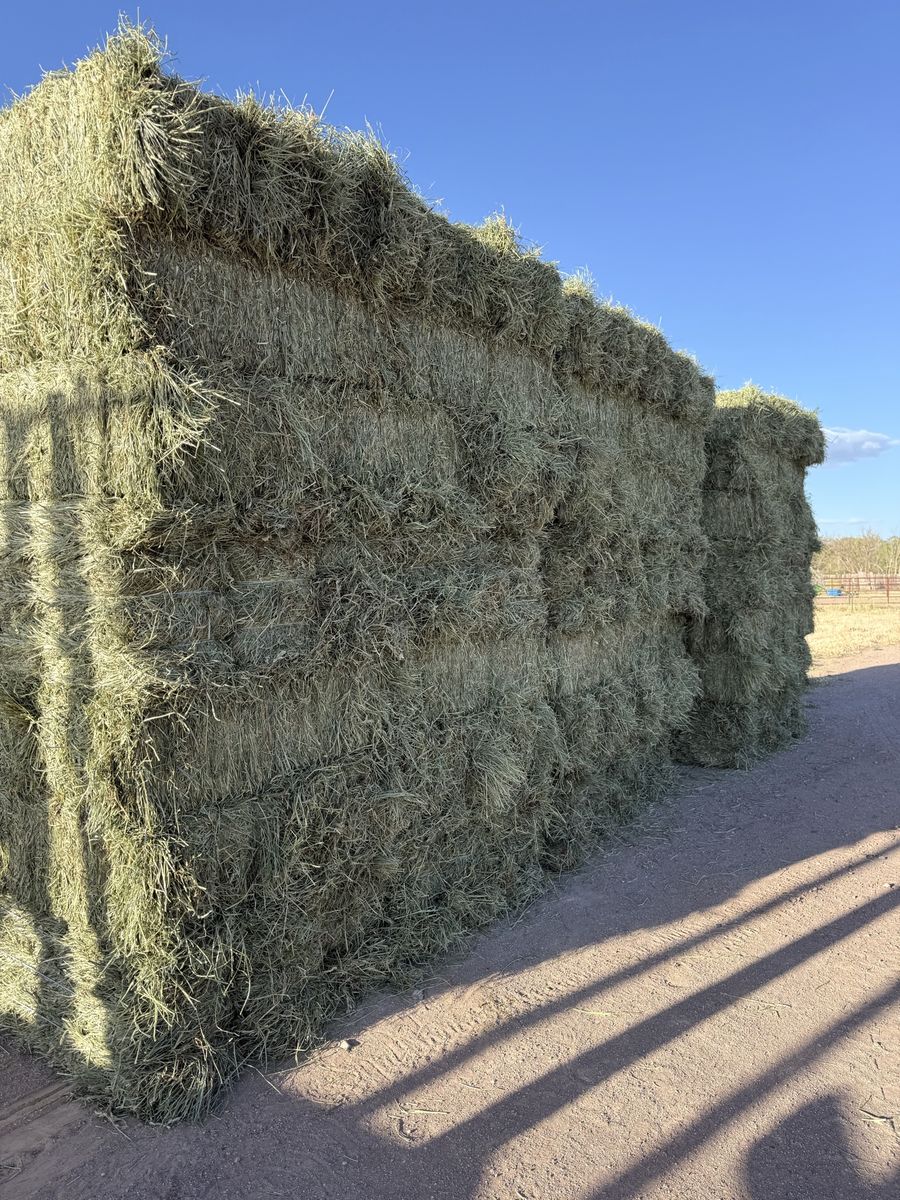 Orchard Grass Hay