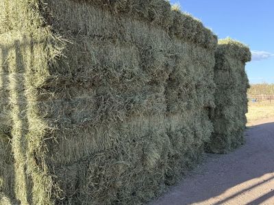 Orchard Grass Hay