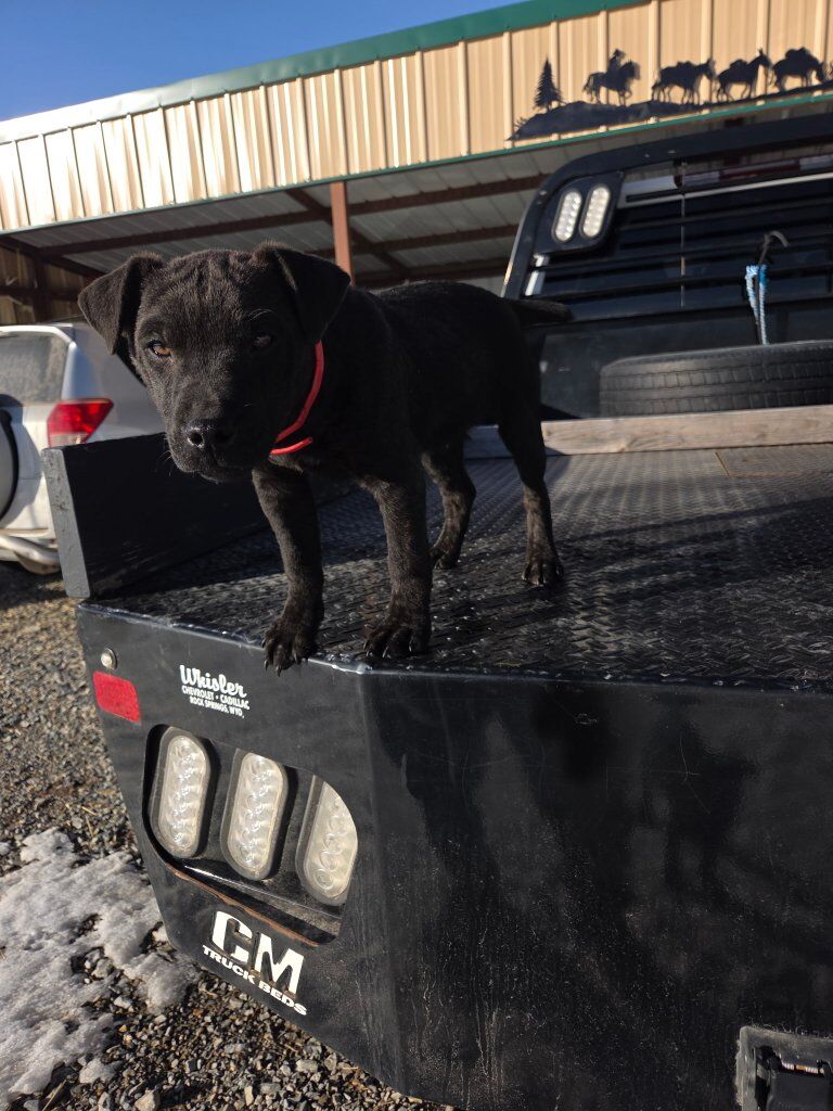 patterdale terrier male