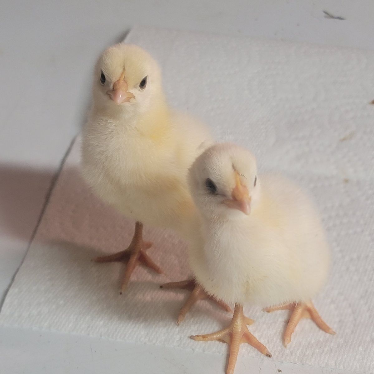 American Bresse chicks