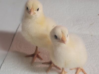 American Bresse chicks