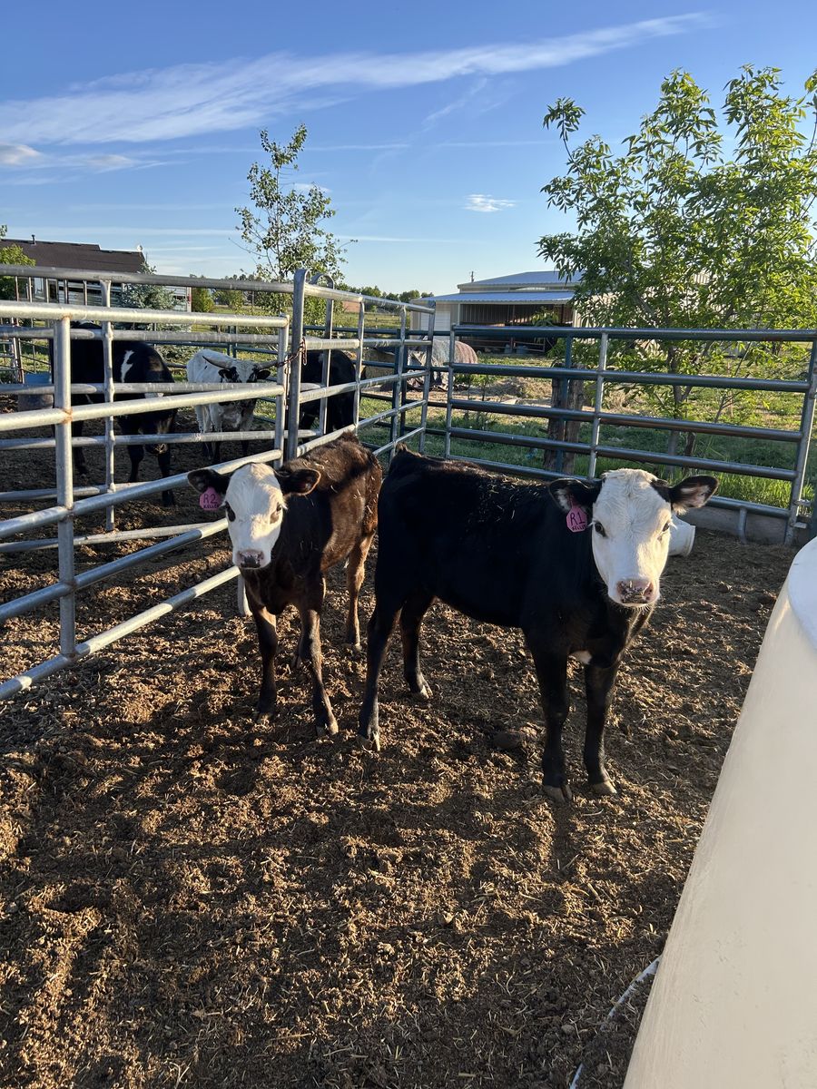 Nice Beef calfs
