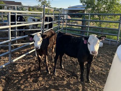 Nice Beef calfs
