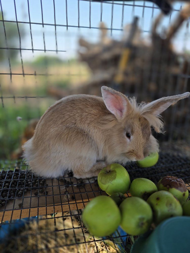 lionhead/rex mixed buck 
