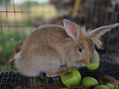 lionhead/rex mixed buck