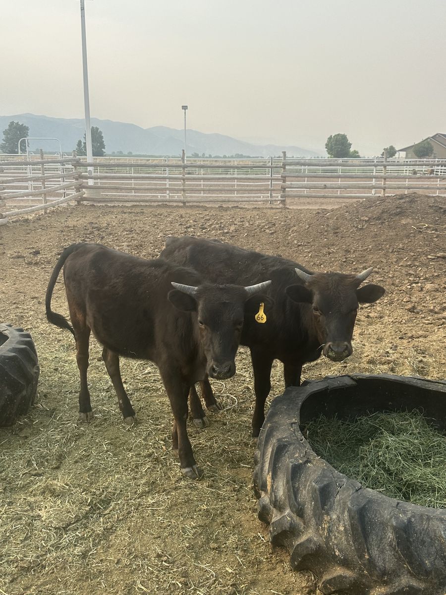 Fresh roping cattle