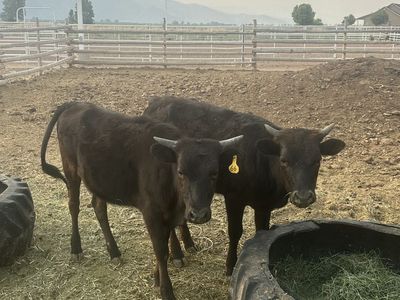 Fresh roping cattle
