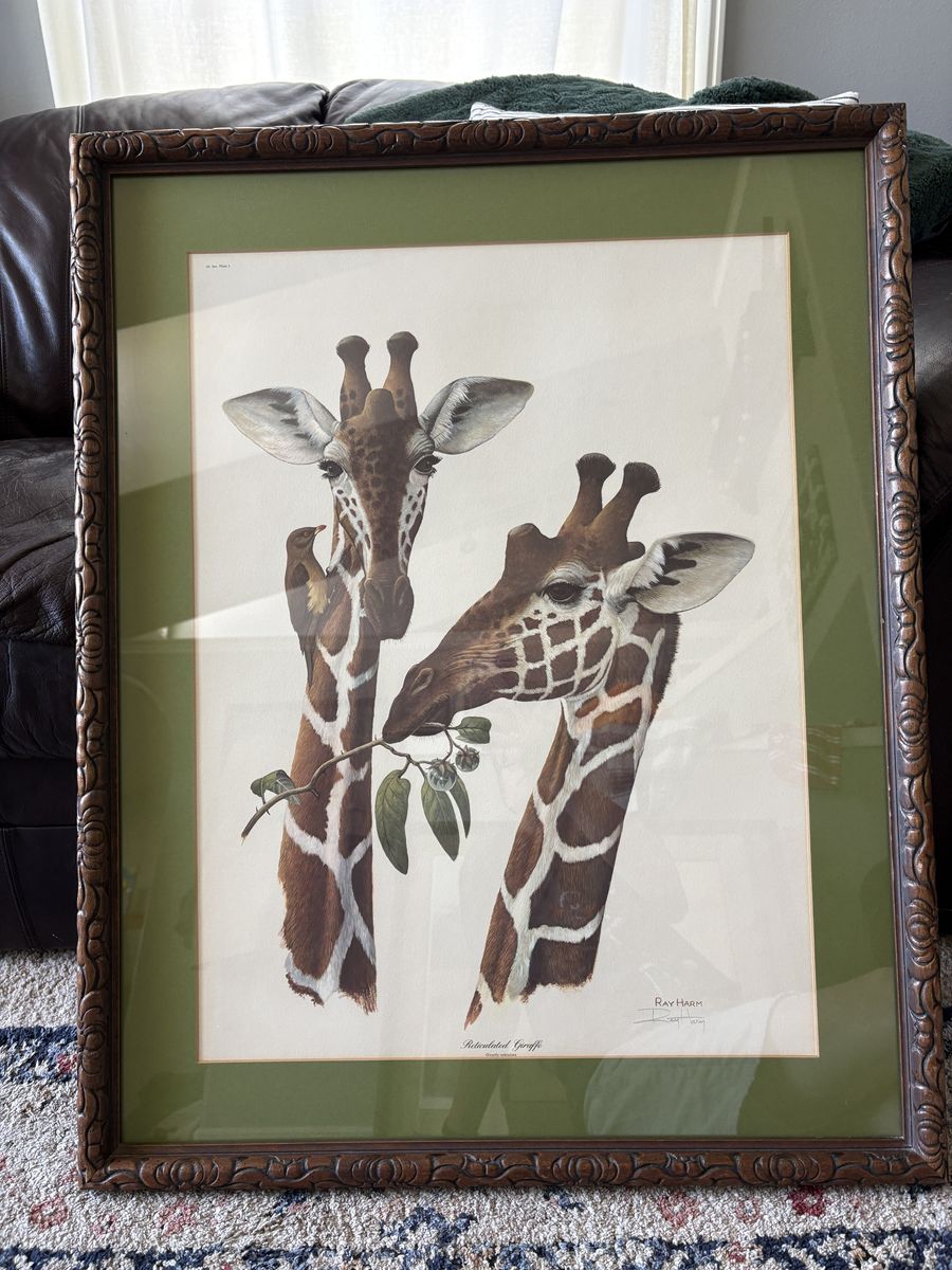 Framed Reticulated Giraffe Print by Ray Harm
