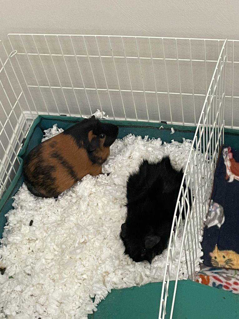 Guinea pigs
