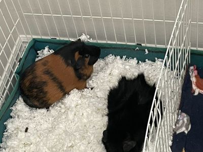Guinea pigs