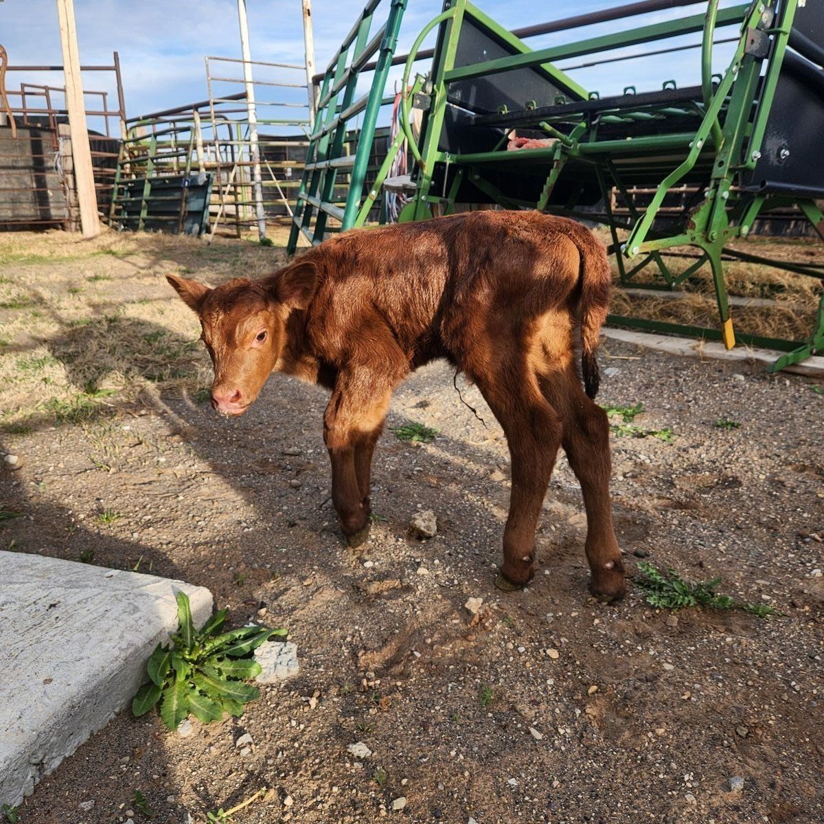 Red angus twin calf