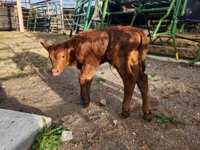 Red angus twin calf