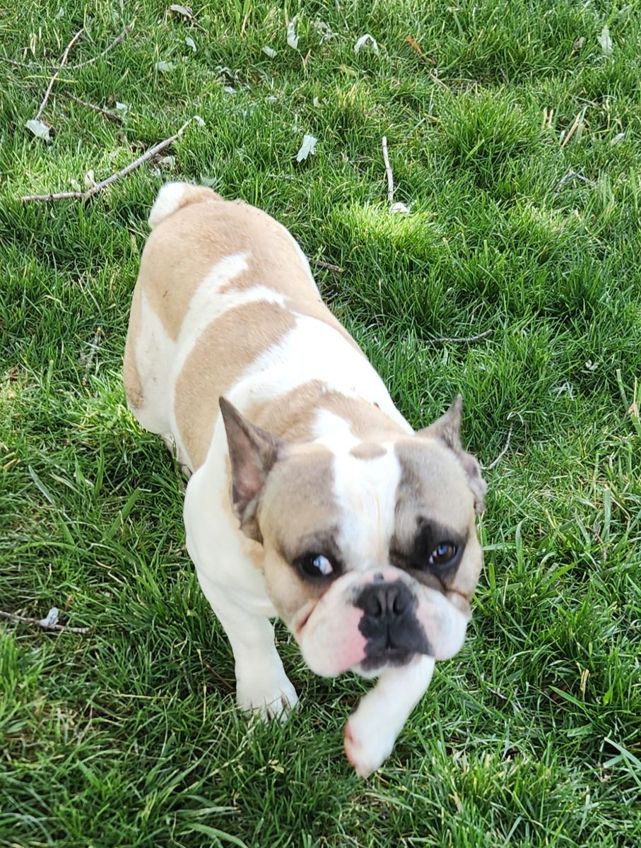 French Bulldog male