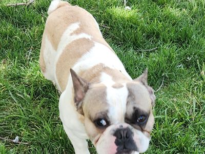 French Bulldog male