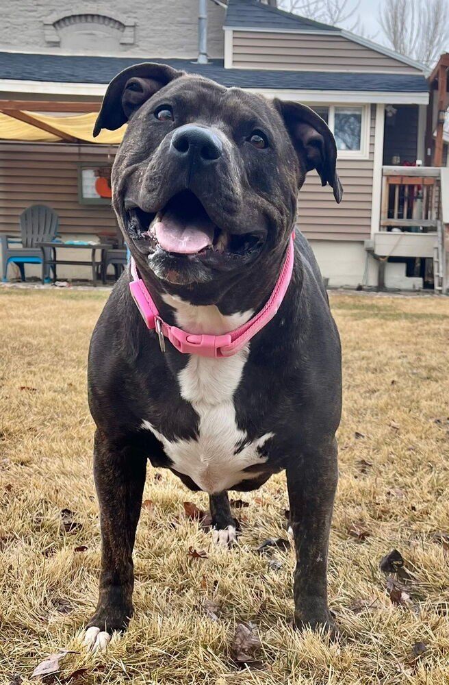 Pretty Pitbull (River)